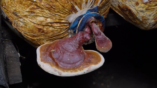 Close-up shot of reishi fungus growing from substrate inside an indoor cultivation farm.