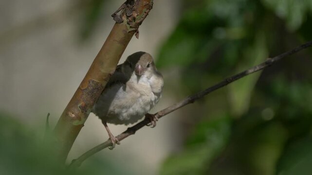 Young sparrow in natural environment in Mauritius - 4K unedited 