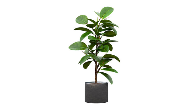 Green rubber tree plant in dark textured ceramic pot isolated on transparent background for home interior design.