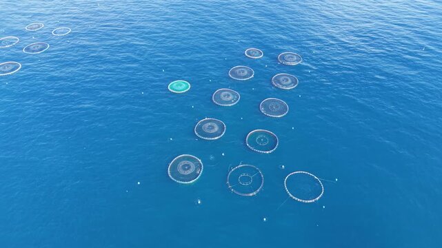 Offshore fish farm with circular floating net cages spread across deep blue open ocean water, viewed from above showing aquaculture infrastructure at sea