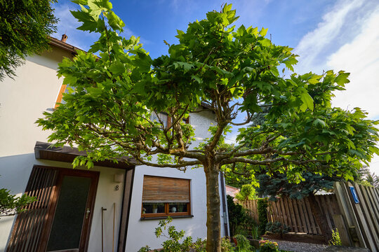Lush green platanus or maple tree growing in a cozy front yard of a modern residential family house with a wooden fence on a sunny day in Germany.