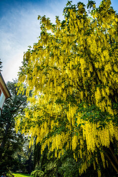 yellow laburnum tree