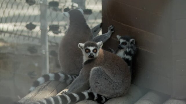 Group of ring-tailed lemurs resting and looking toward camera inside zoo habitat with wooden structure and soft natural light.
