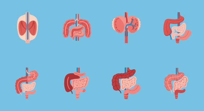 Human internal organs and digestive system flat icon set