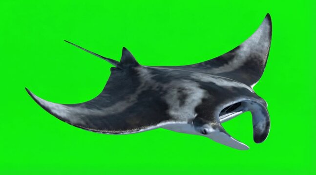 Fish Video of a manta ray are swimming on the green screen background