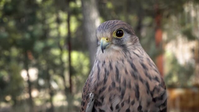 Little spanish falcon close up. High quality 4k footage