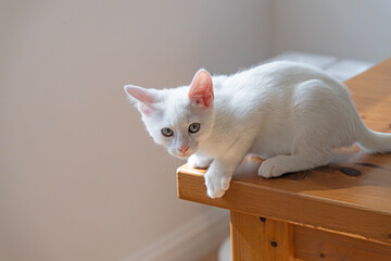 white kitten on a table © ernest