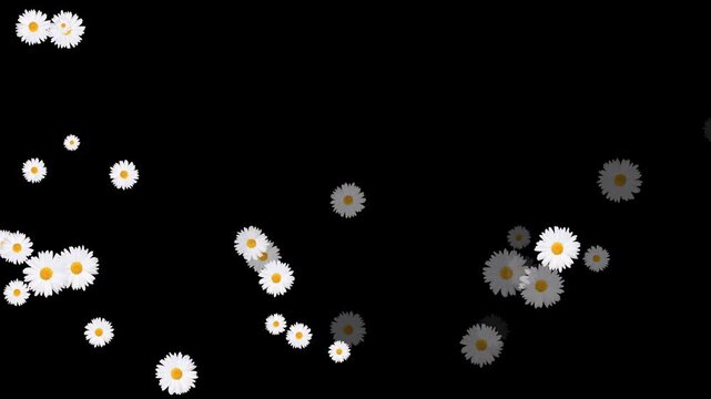 white daisy flower wave trail isolated alpha channel loopable animation, natural cosmetic beauty overlay motion design element
