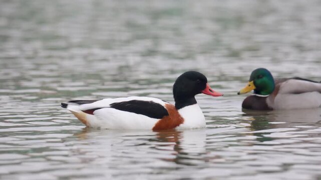 Common Shelduck Duck Swimming in Water, Close-up