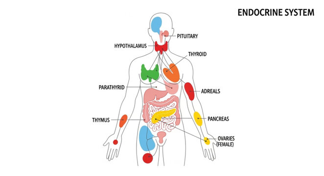 Human Endocrine System Diagram Labeled.