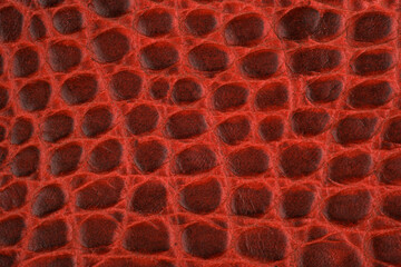 Obraz premium Red textured crocodile leather surface close up detail