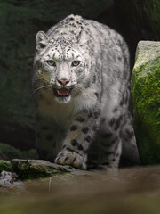 Fototapeta premium Snow leopard