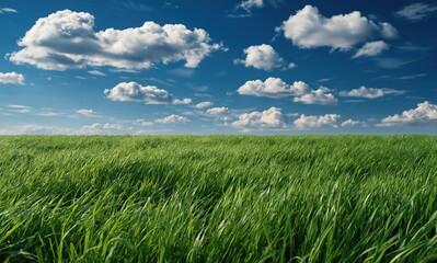 Obraz premium Vibrant green grass field stretching towards a bright blue sky with fluffy white clouds on a sunny day