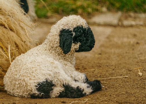 Valais Blacknose Sheep