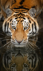 Obraz premium Siberian tiger