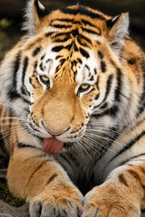 Obraz premium Siberian tiger