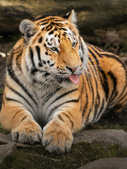Obraz premium Siberian tiger