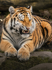 Obraz premium Siberian tiger