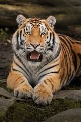 Obraz premium Siberian tiger