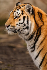 Obraz premium Siberian tiger