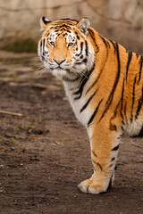 Fototapeta premium Siberian tiger
