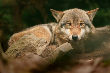 Fototapeta premium Grey wolf