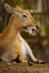 Fototapeta premium Lechwe