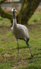 Fototapeta premium Common crane