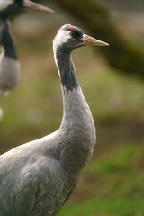 Fototapeta premium Common crane