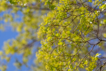 Fototapeta premium Gentle airy scenery. Calm pastel forest backdrop. Serene softlit canopy with gentle hues and layers. Peaceful blurred branches in pastel shades create tranquil ambiance