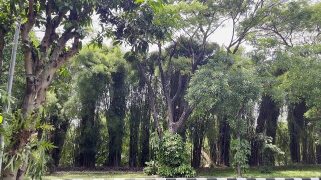 trees in urban city, wind blows the leaves and trees slowly in the afternoon, calming view with leves falls, bird flying and bird chipping sound in background 