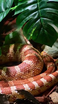 detail of the scales of the corn snake