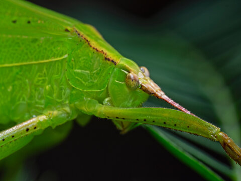 The head of a Katydid, North Sulawesi, Indonesia