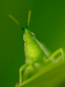 Oriental Longheaded Locust (Acrida cinerea)