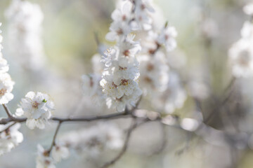 Fototapeta premium Airy branches with sparse white blossoms float across muted sky, minimal composition highlights negative space and serene mood for clean editorial and design uses