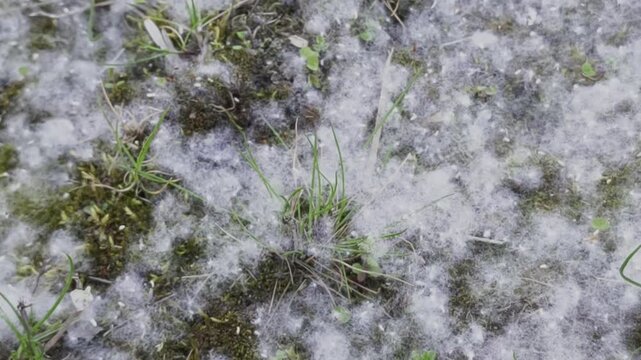 White poplar fluff carpet drifting across the ground, carried by a gentle breeze in a soft, ethereal atmosphere