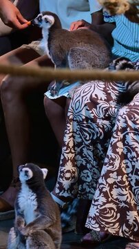 lemur living with the people who feed it