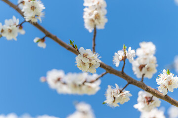 Garden blossoms with subtle aroma. Gentle flower branches under cloudy sky ambiance. Delicate flowering limbs against sky with aromatic hints creating intimate atmosphere © beholdereye