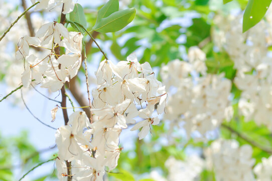 Cassia x nealiae H S Irwin and Barneby, fabaceae or LEGUMINOSAE CAESALPINIOIDEAE or White Rainbow Shower Tree or white flower