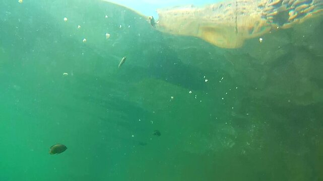 Tropical fish eat food thrown into the sea
