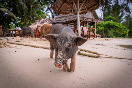 Black Pig Under Beach Hut Koh Mudsum Pig Island Thailand