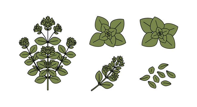 Oregano Line art vector set creative abstract minimal