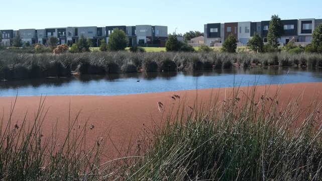 a suburban lake surface covered by red floating aquatic plants, residential townhouses nearby in Point Cook. A nutrient-rich urban stormwater pond in master-planned estates in Melbourne neighborhood