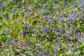 Fototapeta premium Calm purple landscape. Quiet landscape showcasing violets amidst soft shadows and sunlight. Tranquil scene featuring violet hues and gentle sunlight over blooming meadow