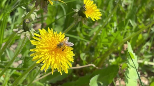 Honey bee pollinating yellow dandelion flower at green grass lawn field, closeup