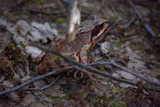 Agile Frog (Rana dalmatina), Maksimir Park, Zagreb, Croatia