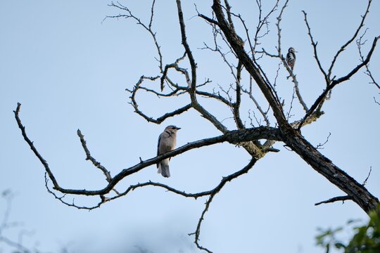 Eurasian Jay (Garrulus glandarius) and Middle Spotted Woodpecker (Dendrocoptes medius), Maksimir Park, Zagreb, Croatia