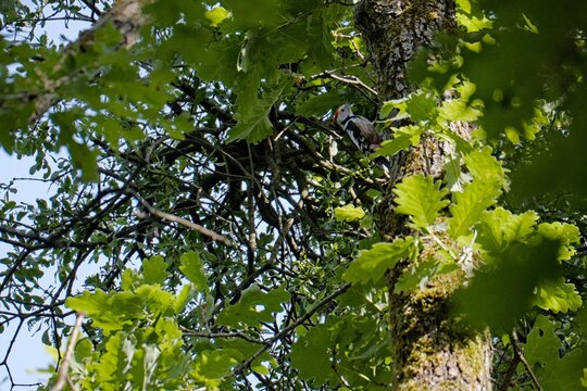 Middle Spotted Woodpecker (Dendrocoptes medius), Maksimir Park, Zagreb, Croatia