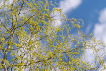 Fototapeta premium Swaying yellow branches caught in breeze, curving lines and fluttering buds convey dynamic movement, bright sky punctuated by drifting clouds, energetic spring vibe