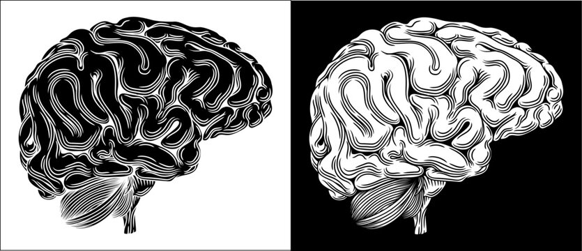 A human brain in a vintage vintage woodcut etching drawing illustration style